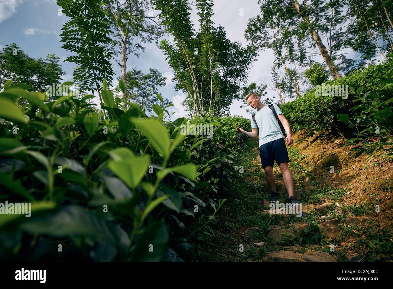 Jeune homme (meilleur) à l'usine de thé à des plantations au Sri Lanka. Banque D'Images