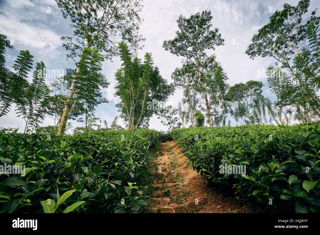 Sentier à travers la plantation de thé au Sri Lanka. Banque D'Images