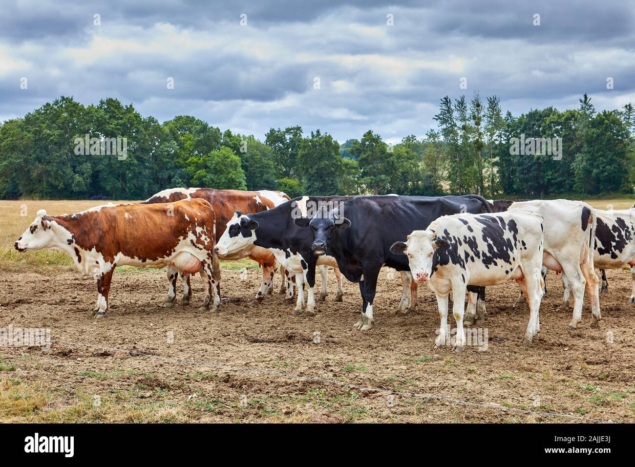 Image de têtes de bétail dans la zone Banque D'Images