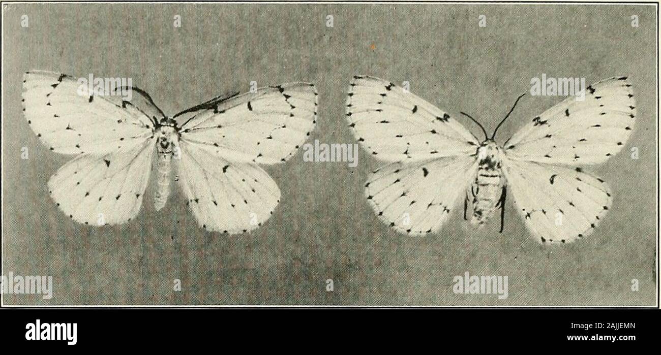 Rapport de l'État du Connecticut entomologiste pour l'année .. . B. Maison européenne cricket. Un peu grande.fort-LEAF MINER ET EUROPEAN HOUSE CRICKET. XXIV. plaque. a. Avec la chaîne de géomètre. Mâles et femelles adultes, grandeur nature. Banque D'Images