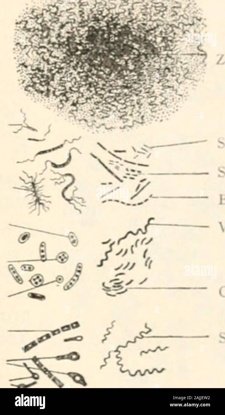 Pathologie : Manuel de bactériologie, y compris la technique du postmortems, et des méthodes de recherche pathologique . letiacfxii.. f.IFlagellate IBacilli cellule ciliée. J'ai 1 cellules araignée. f.s Diplococcu ^^ ?lP ! J'Tetracoccussules MonocDCcus situé en centre, Clostridia spores bactéries bulbés formulaires avec terminal sixjres. j Fig. 6o.-Diaok llistrati.1m.pas de tut. Nomenclature combinée ou Schjzomyc-ete-s en fonction de leur Morpiiolooy(après Schenk.) X environ 700 diamètres. Sarcine;c : cocci cocci le paquet ; organiser, en plus ou moins des formes cubiques, a-s multiicontains 8, 16. 32. ou plus d'unités. Bon, je la coed Banque D'Images