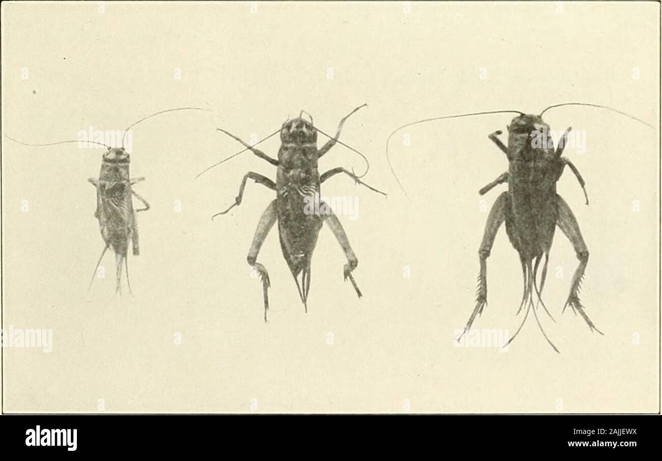Rapport de l'État du Connecticut entomologiste pour l'année .. . A. Fort leaf-mineur. Taches blanches sur les feuilles indiquent l'infestation. Lowerepidermis ha ; ; été retiré de deux feuilles, shovvang vers. Grandeur nature.. b. Maison européenne cricket. Un peu grande.fort-LEAF MINER ET EUROPEAN HOUSE CRICKET. XXIV LA PLAQUE. Banque D'Images