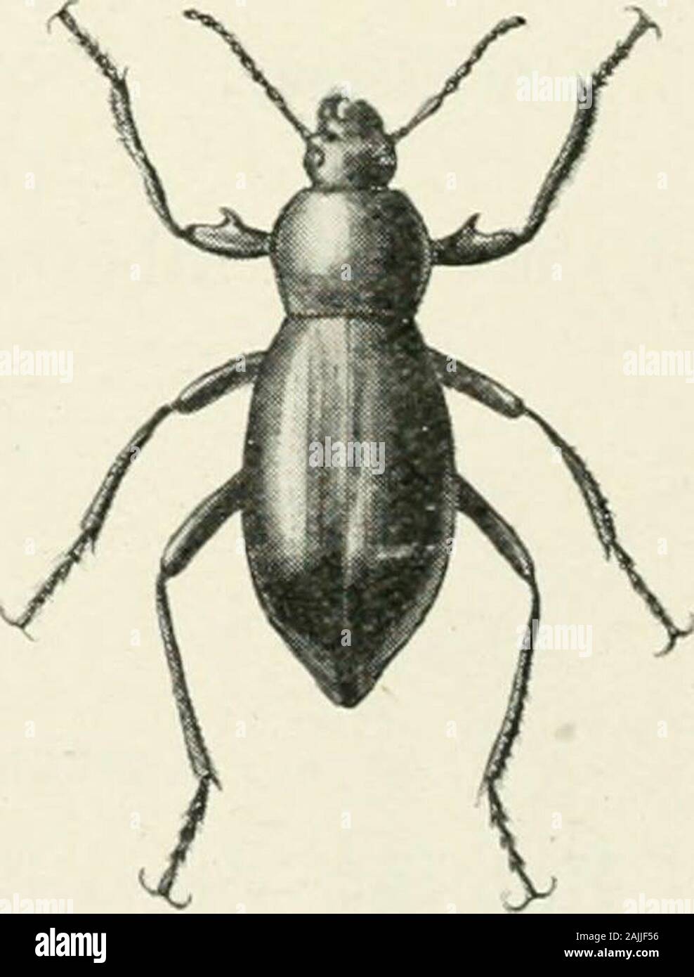 Les insectes des forêts des Indiens d'importance économique Coleoptera . nearlystraight, modérément disque convexe, avec de très fines, plutôt scatteredpunctures. Elytra-ovales allongées, aussi large que le prothorax à la base,côtés arrondis uniformément ; plus grande largeur dans la quatrième, thenceconstricting à un sommet pointu ; modérément convexes, disque depressedtoward ; apex avec strié finement dispersées, souvent plutôt almostobsolete, perforations, et parfois de façon irrégulière ; lateralcarina marginal complètement rugueux. Jambes longues, le fémur antérieur avec•un dent médiane sur le bord intérieur. Longueur, 27,5 mm. Blaps armata, Blair, sp. n.la f Banque D'Images