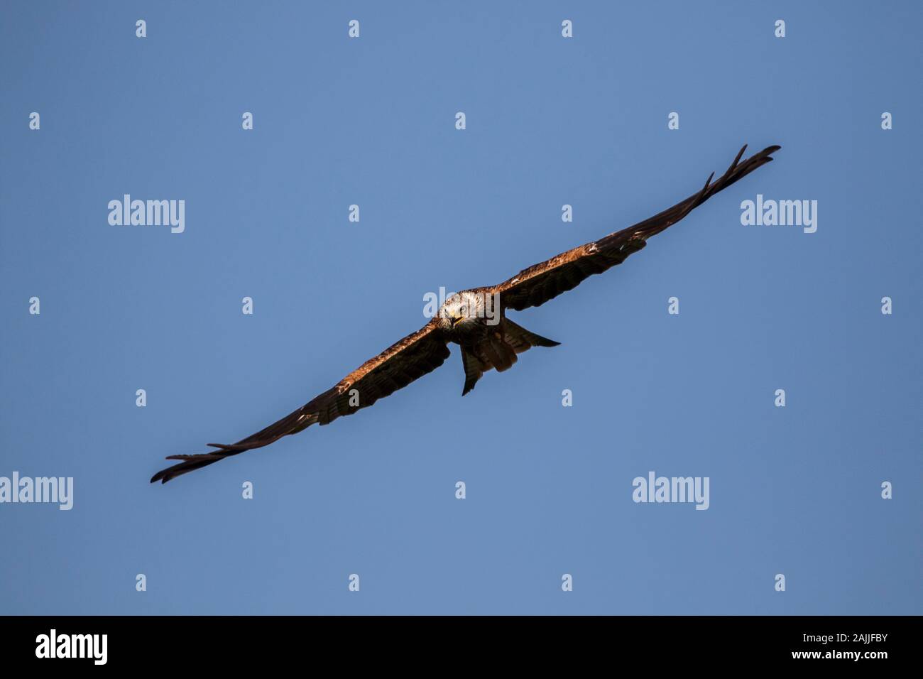 Le Milan royal Milvus milvus battant contre le ciel bleu d'une lumière dorée Banque D'Images