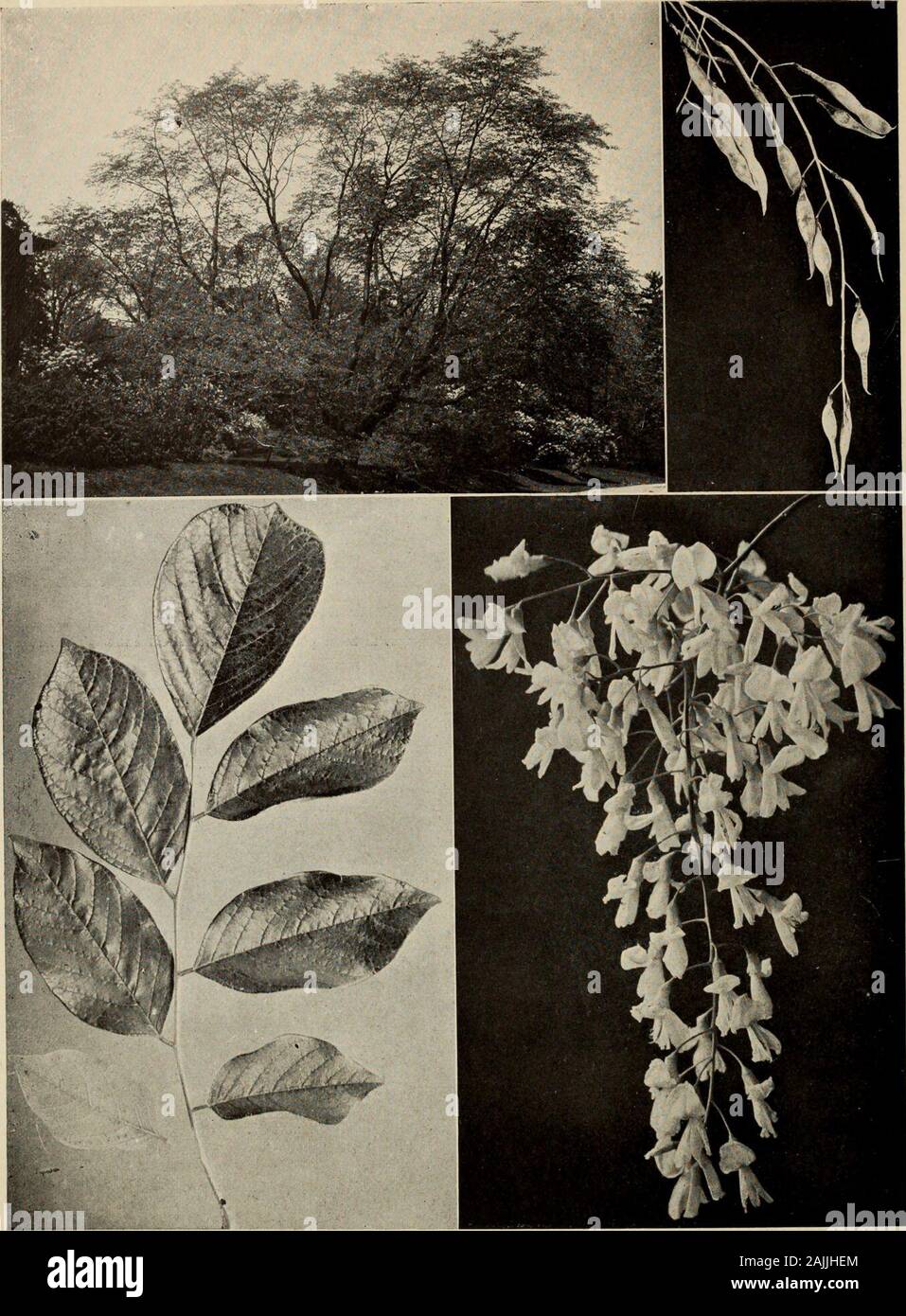 Le livre de l'arbre : un guide populaire à la connaissance des arbres d'Amérique du Nord et de leurs usages et de culture . Le criquet pèlerin moite Robinia viscosa) {poils glandulaires couvrir toutes les nouvelles pousses de cet arbre. L'exsudation collante est brillant, ce qui rend les tiges d'oeil mouillé. Les fleurs sont très bien protégé des profondes pour rose pâle. Le bois jaune (Cladrastis lutea) Cet arbre est la reine de beauté de l'pod-porteurs. Écorce lisse comme celle de l'hêtre, une large tête, un ofslim, branches pendantes, et vaste, les folioles sont polies mais une bonne base pour le de fleurs blanches. Il occasionallycover e Banque D'Images