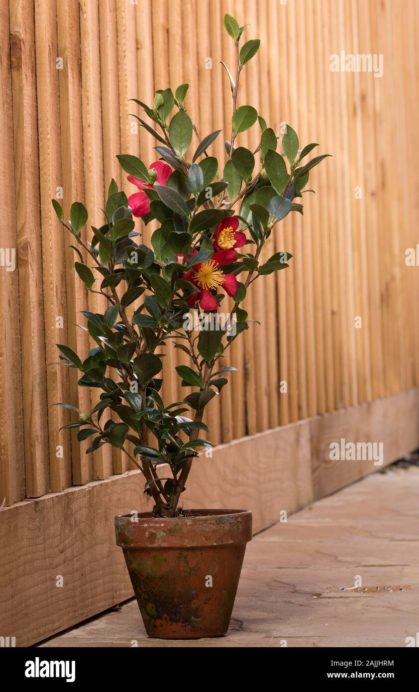Camellia sasanqua Yuletide pot en terre cuite Photo Stock - Alamy