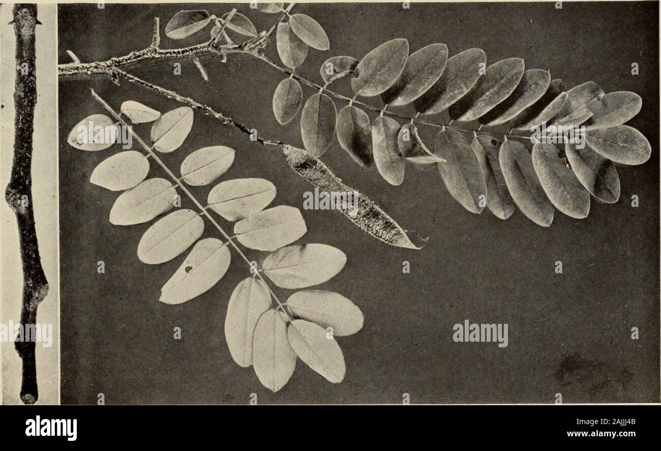 Le livre de l'arbre : un guide populaire à la connaissance des arbres d'Amérique du Nord et de leurs usages et de culture . Le nouveau CRIQUET MEXICAIN {Neo-Mexkana Robinier)Ce criquet pèlerin est en court, courbe d'épines sur ses rameaux, et de sa nouvelle porte de croissance mais pas les poils glandulaires visqueuses. Les fleurs. Le criquet pèlerin moite Robinia viscosa) {poils glandulaires couvrir toutes les nouvelles pousses de cet arbre. L'exsudation collante est brillant, ce qui rend les tiges d'oeil mouillé. Les fleurs sont magnifiques, à l'ombre du plus profond au rose pâle Banque D'Images