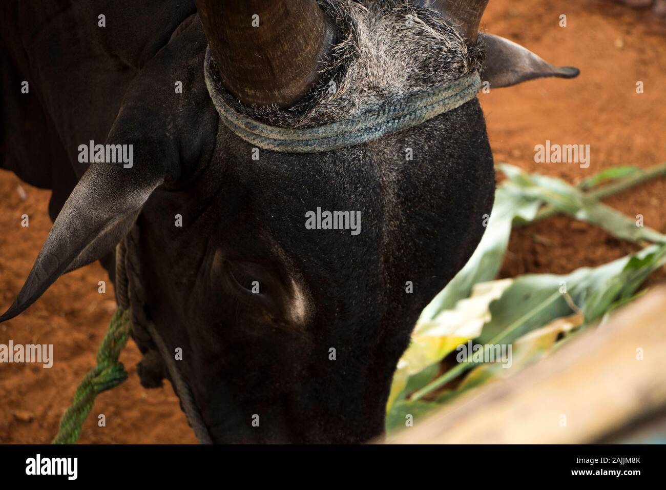 Close up face à l'Indian Heritage kangayam bull à Coimbatore. Banque D'Images