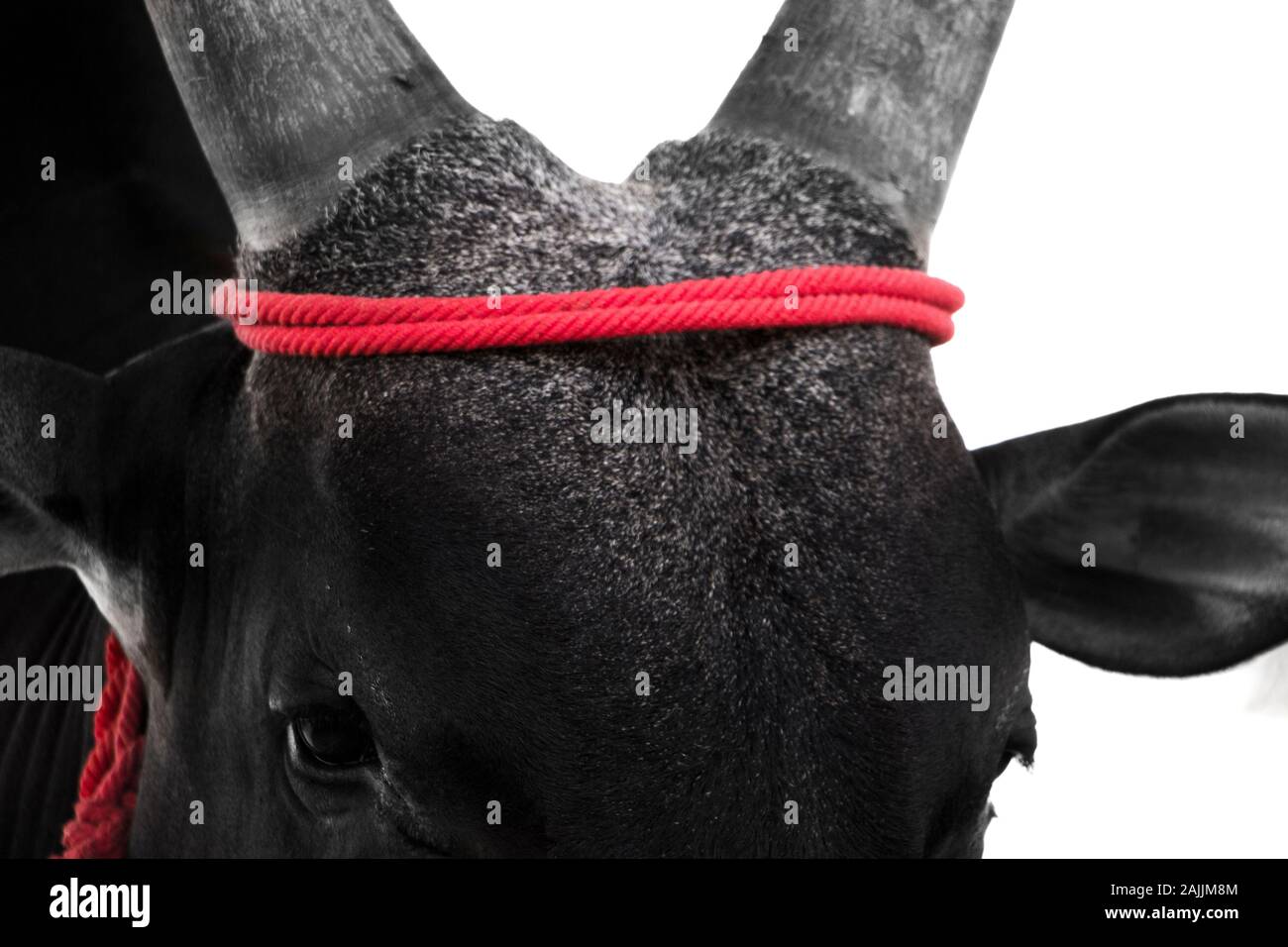 Tamilnadu kangayam bull avec corde rouge, du patrimoine bull. Banque D'Images