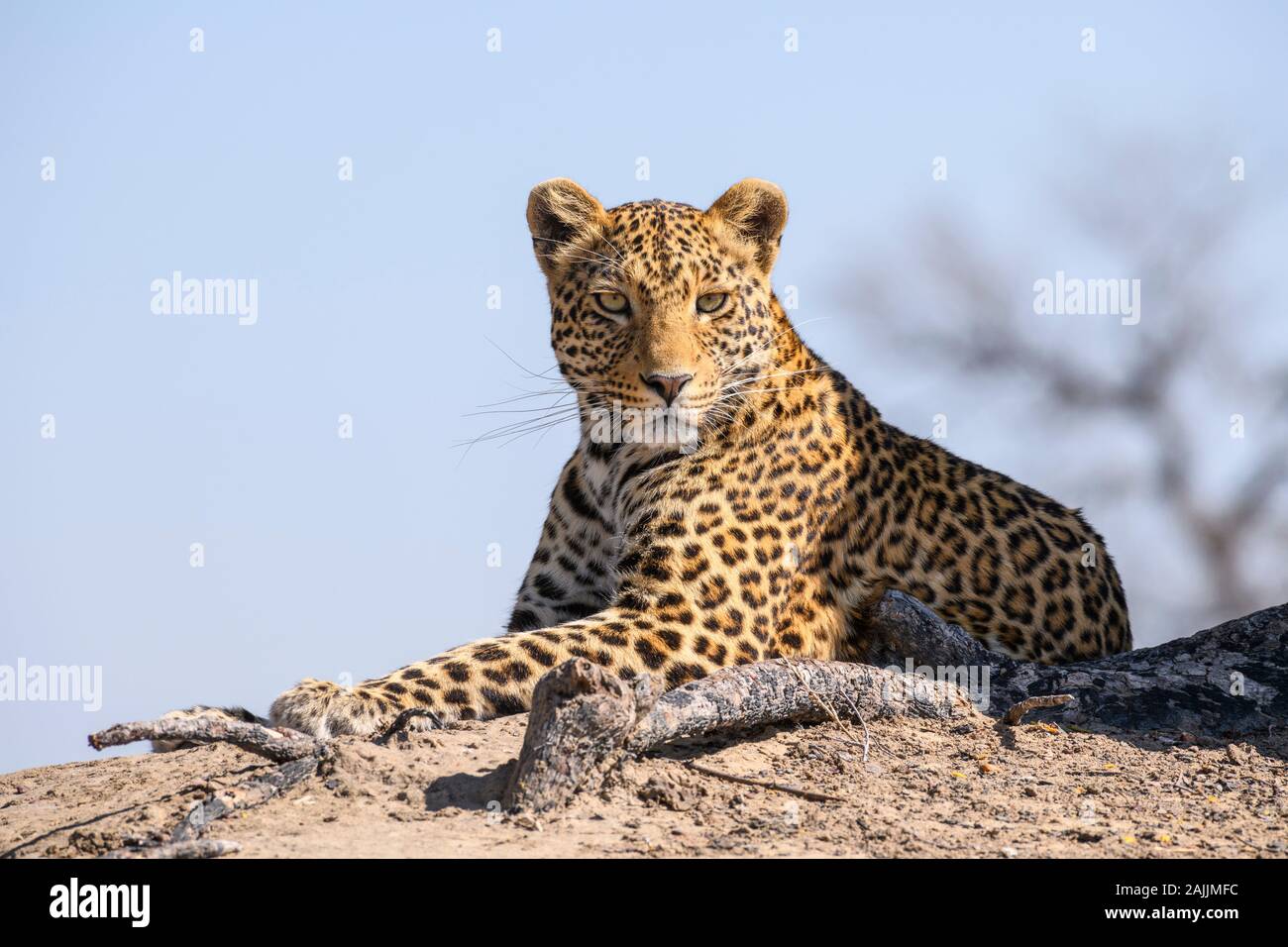 Mâle Leopard, Panthera Pardus, Bushman Plains, Okavanago Delta, Botswana Banque D'Images