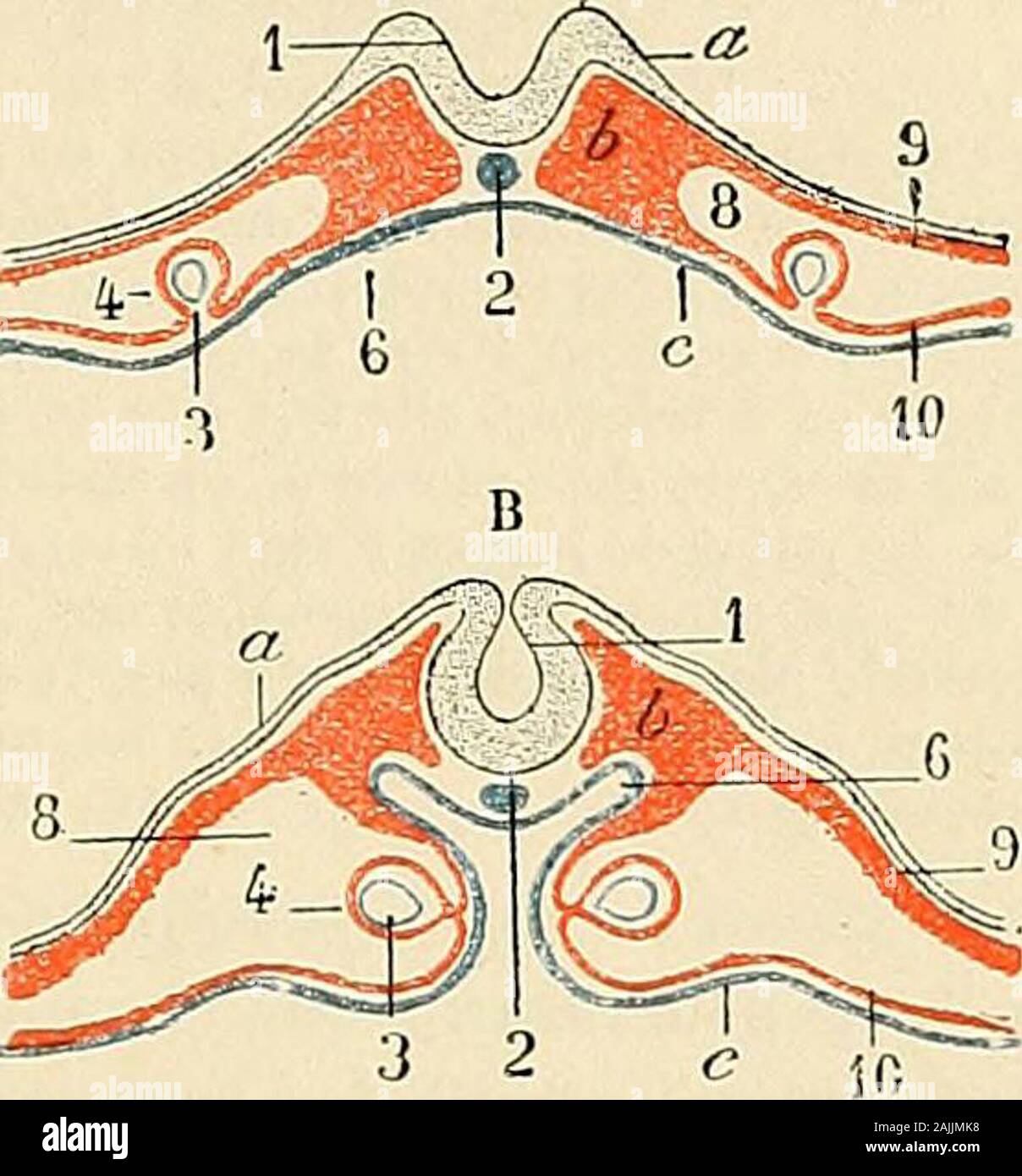 Traité d'anatomie humaine : Anatomie, histologie, développement descriptif . Fig. 476. Aire vasculaire de lembryon du poulet(schématique). J'ctrébralc, vésicule antérieure. - 2, mocilc. -3, corps de l'IIGC)rjon. - 4, coeur. - O, arc aortique. - C, aorte primitive.- 7, vciue vitellin-mésentérique. - 8, veine antérieure vitelline. - 0, veine-laté rale vitelline. - 10 vitcilinc, veine postérieure. - Li, sinus-ter minal. ORGANES PROVIENT DU MESODERME 807. 2 Coeur. - Létude du cœur peut être subdivisée en plusieurs points : 1° lesrudiments cardiaques ; 2° le tube cardiaque ; 3° la situation topographiqu Banque D'Images
