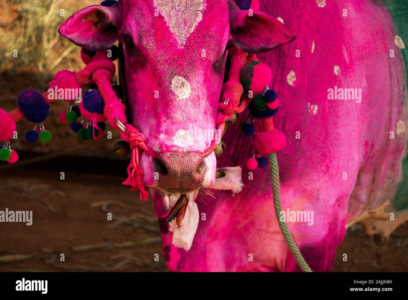 L'héritage indien coloré kangayam Holy Cow à Pongal cas Tamilnadu. Banque D'Images