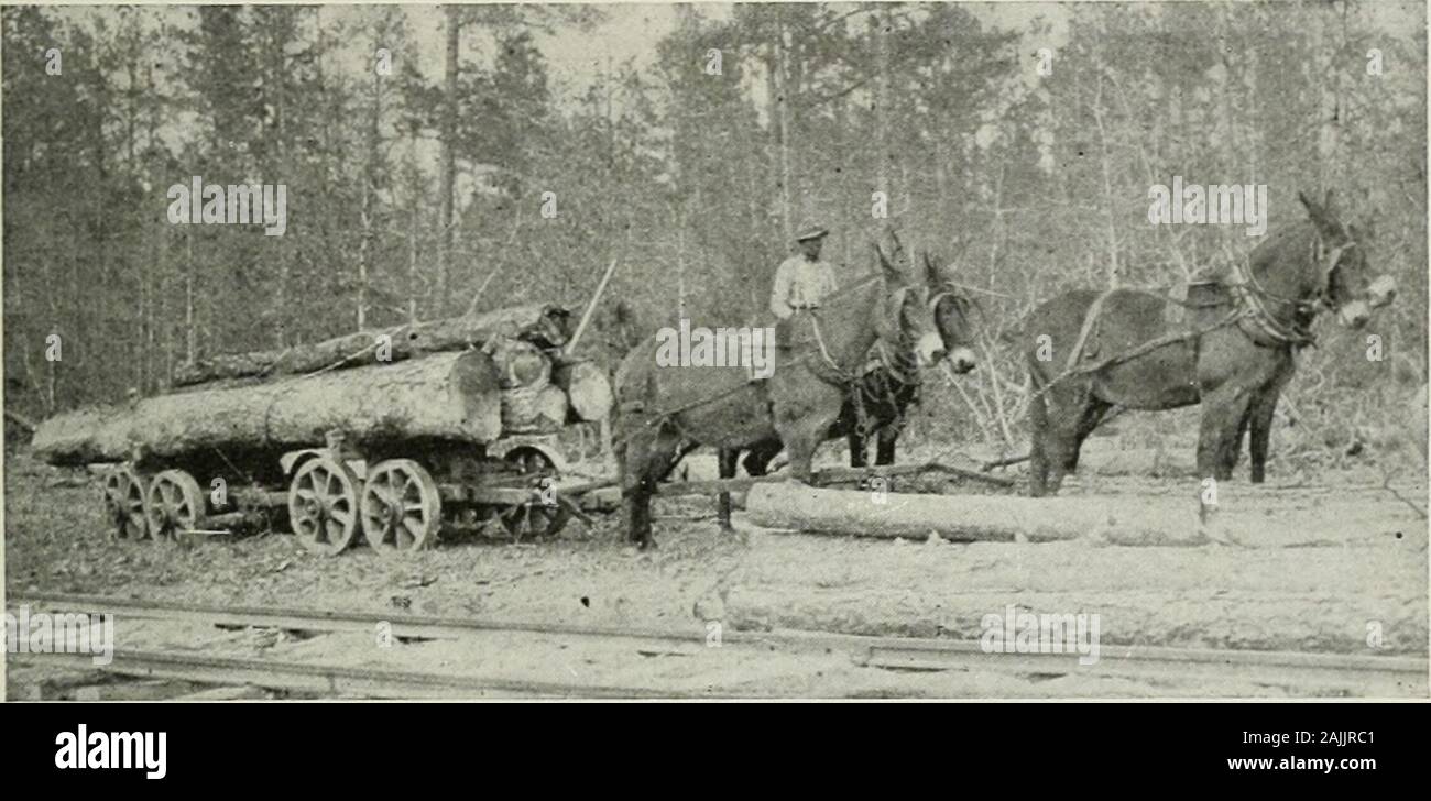 L'exploitation forestière ; les principes et méthodes générales de fonctionnement aux États-Unis . d sur fond défavorable.de trois à cinq paires constituent une équipe. Huit roues wagons sont utilisés avec succès avec tractionengine projet, trois ou quatre wagons chaque exploitation de 1000 à1500 pieds, échelle logarithmique, constituant un train. Les particularités d'un 8-roues sont les wagons pour-ward et à l'arrière des camions qui sur certains types sont rigides, consequentlysharp tours ne peut pas être faite sans en faisant glisser une partie ou l'ensemble de bon fonctionnementdes roues. D'autres ont les camions avant de telle façon que les deux véhicules à roues 189 ensembles de roues peuvent tourner je Banque D'Images