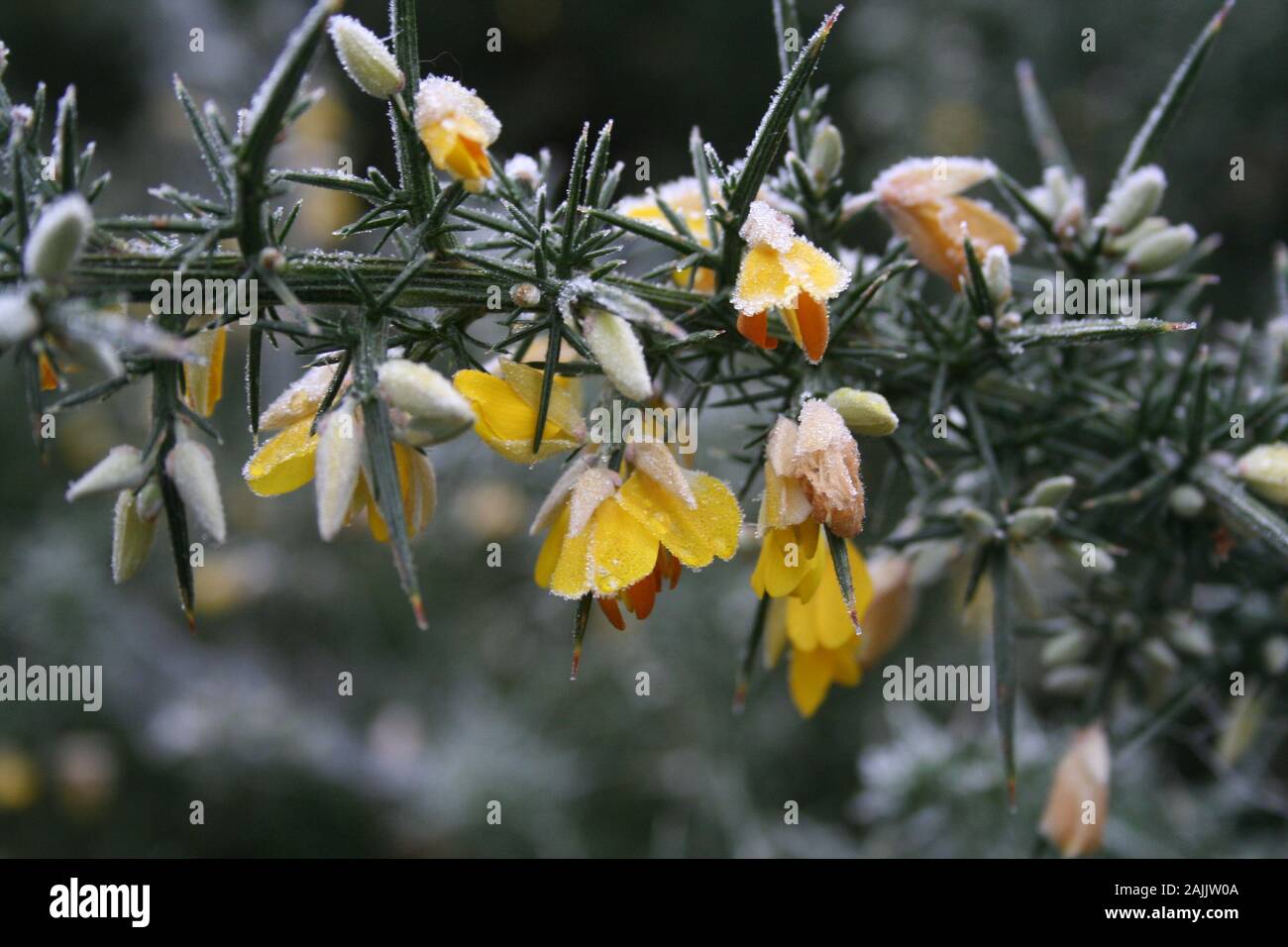 L'ajonc jaune fleurs bush givrée Banque D'Images