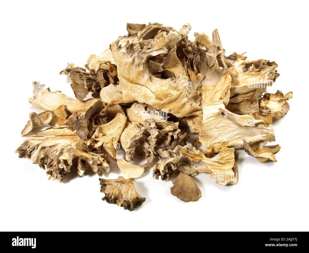 Champignons Maitake médicinales sur fond blanc Banque D'Images