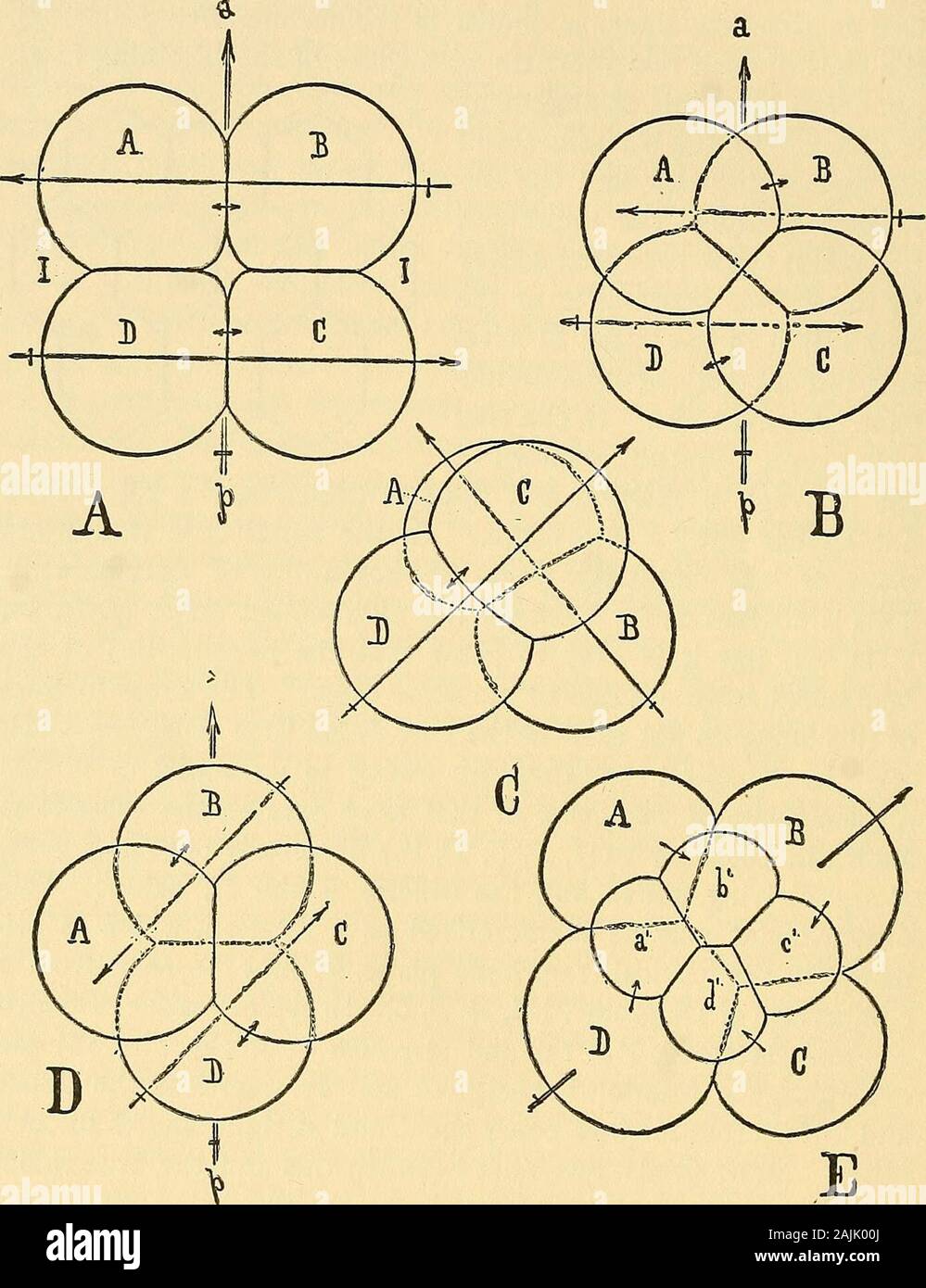 Journal officiel de la morphologie . Thisdisplacement peut être caractérisée comme une rotation, qui est pri-rels dans le plan transversal vertical, comme peut être vu de schéma de acomparison, VIII A, B, C. Dans les cas typiques, d'whichSagitta (Hertwig, No 13) et l'Asterina (Ludwig, n° 16) areexamples, la rotation est complète et symétrique, la traverse inférieure supérieureet sillons étant égales et à angle droit par rapport à l'autre. De gradations existent entre cette radialtype et le vrai, l'un des plus intéressants étant l'embryon d'hydroides,dans laquelle les deux sillons sont égaux et à angle droit, un autre b toone Banque D'Images