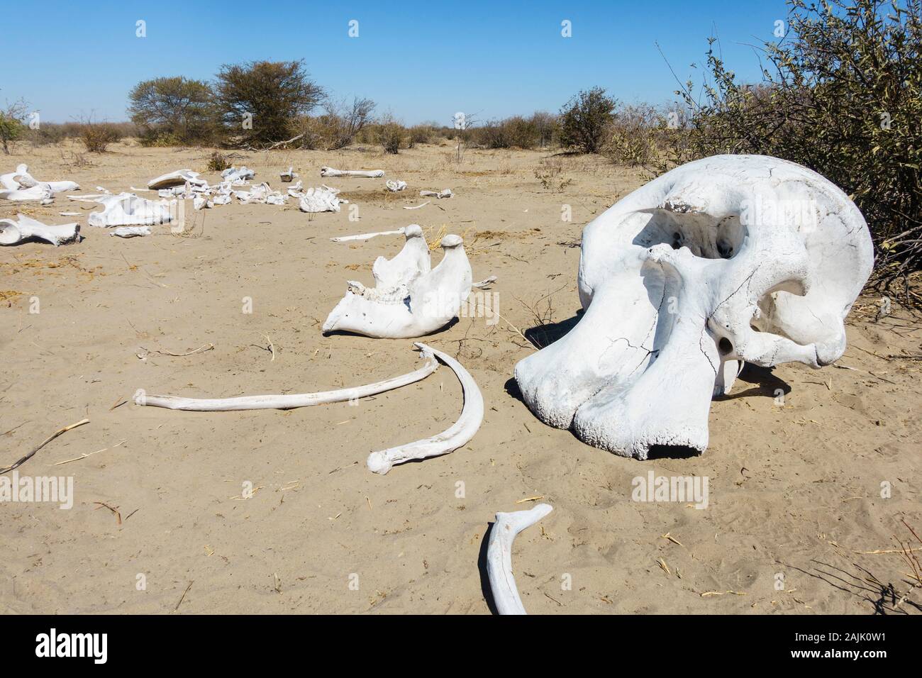 Crâne d'éléphant et os, Makgadikgadi Pan National Park, Kalahari, Botswana Banque D'Images