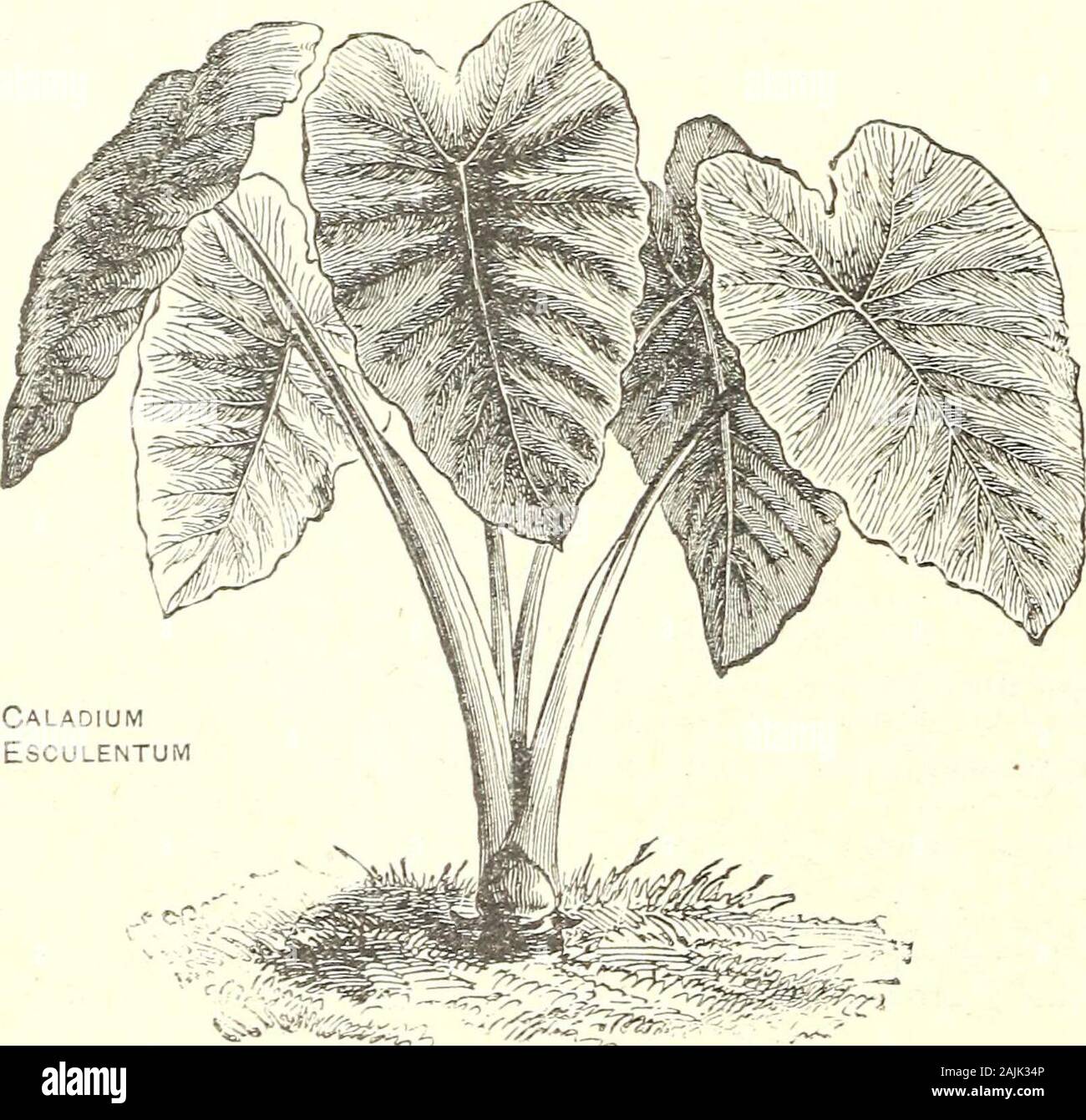 Annuel 1908 de semences . D. M. FERRY & GOS catalogue descriptif. Glaïeul 95 Pas de fleur a acquis plus rapidement en faveur du public que le glaïeul ; ce ne pouvait pas être autrement, pour en plusdes grand mérite intrinsèque de la fleur, c'est/ easi de cultwation et fleurit la première saison. Almostany glaïeuls prospèrent dans le bon sol à l'exception d'un stif^ l'argile, ont besoin de pleine lumière et sont susceptibles aux blessures qu'à partir du grade de fumier. L'usine bulbssix iriches apait à neuf, les grands quatre pouces et les petits deux pouces de profondeur. Faire une plantation de bulbes thesinallest première dès que le sol est Banque D'Images