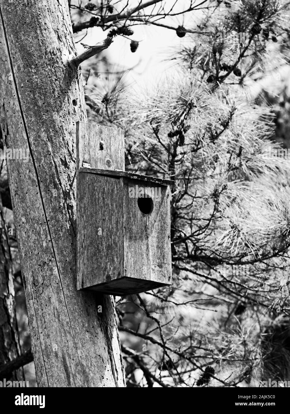 The Woodlands, TX USA - 04-02-2019 - Maison d'oiseau sur un arbre dans les bois en B&W Banque D'Images