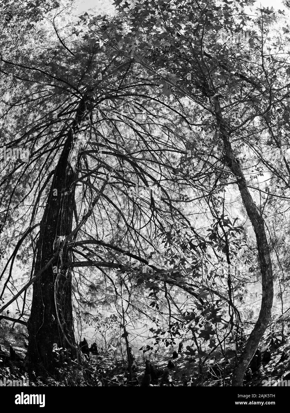 Conroe, TX USA - 11/15/2019 - Arbres colorés de l'automne par le lac 1 en B&W Banque D'Images