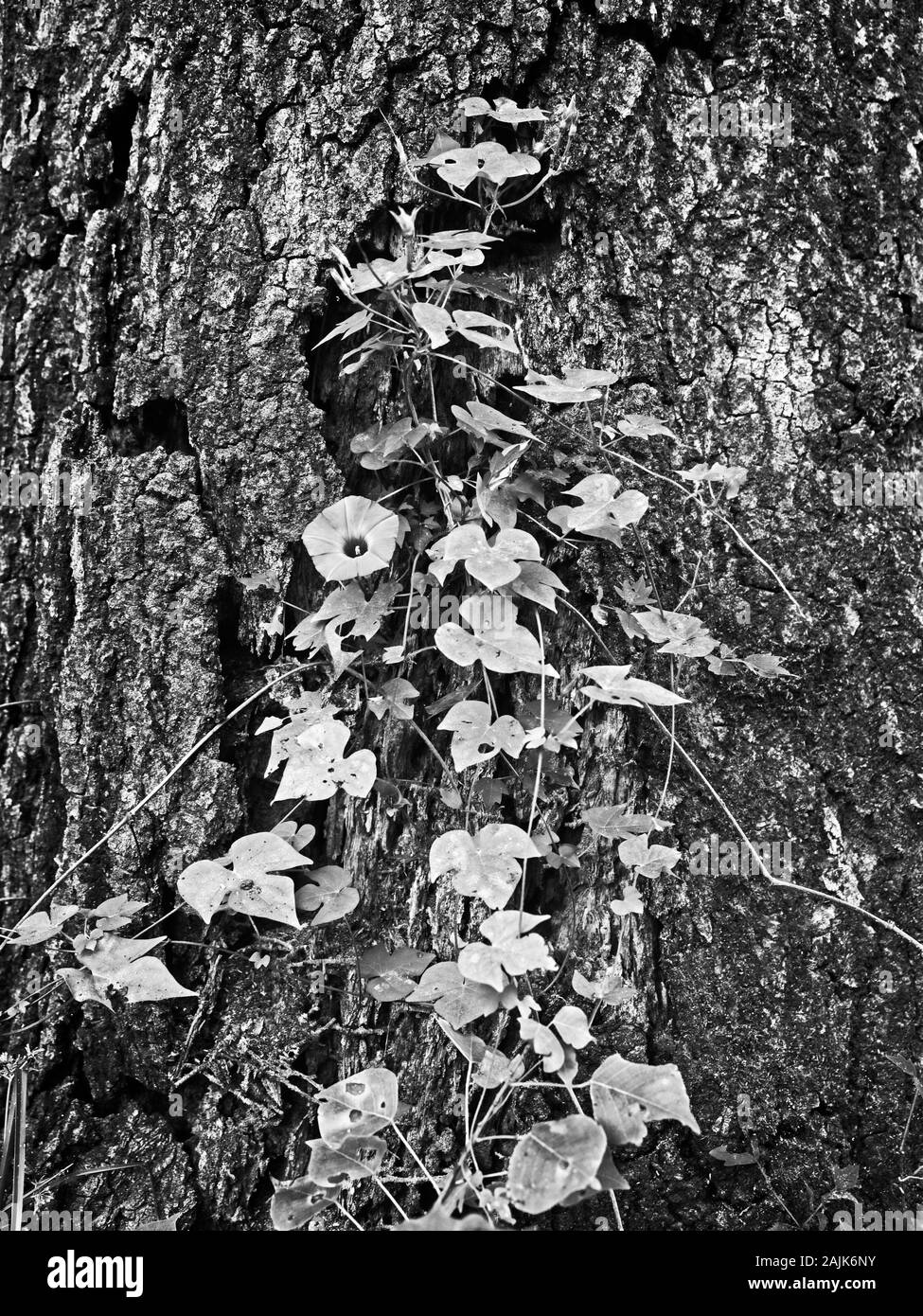 Spring TX USA - 10/10/2019 - Wild Flower Growing on Tree 3 en B&W Banque D'Images