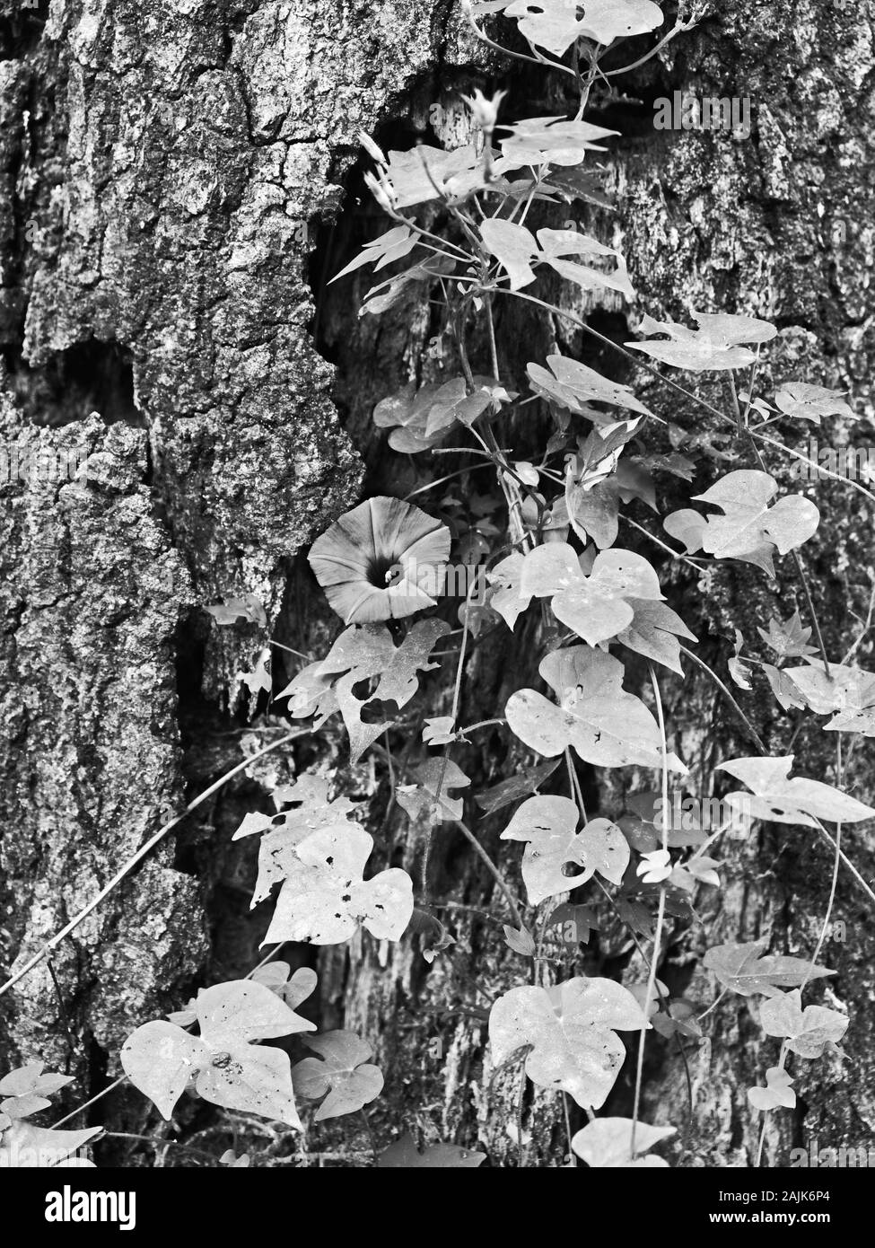 Spring TX USA - 10/10/2019 - Wild Flower Growing on Tree in B&W Banque D'Images