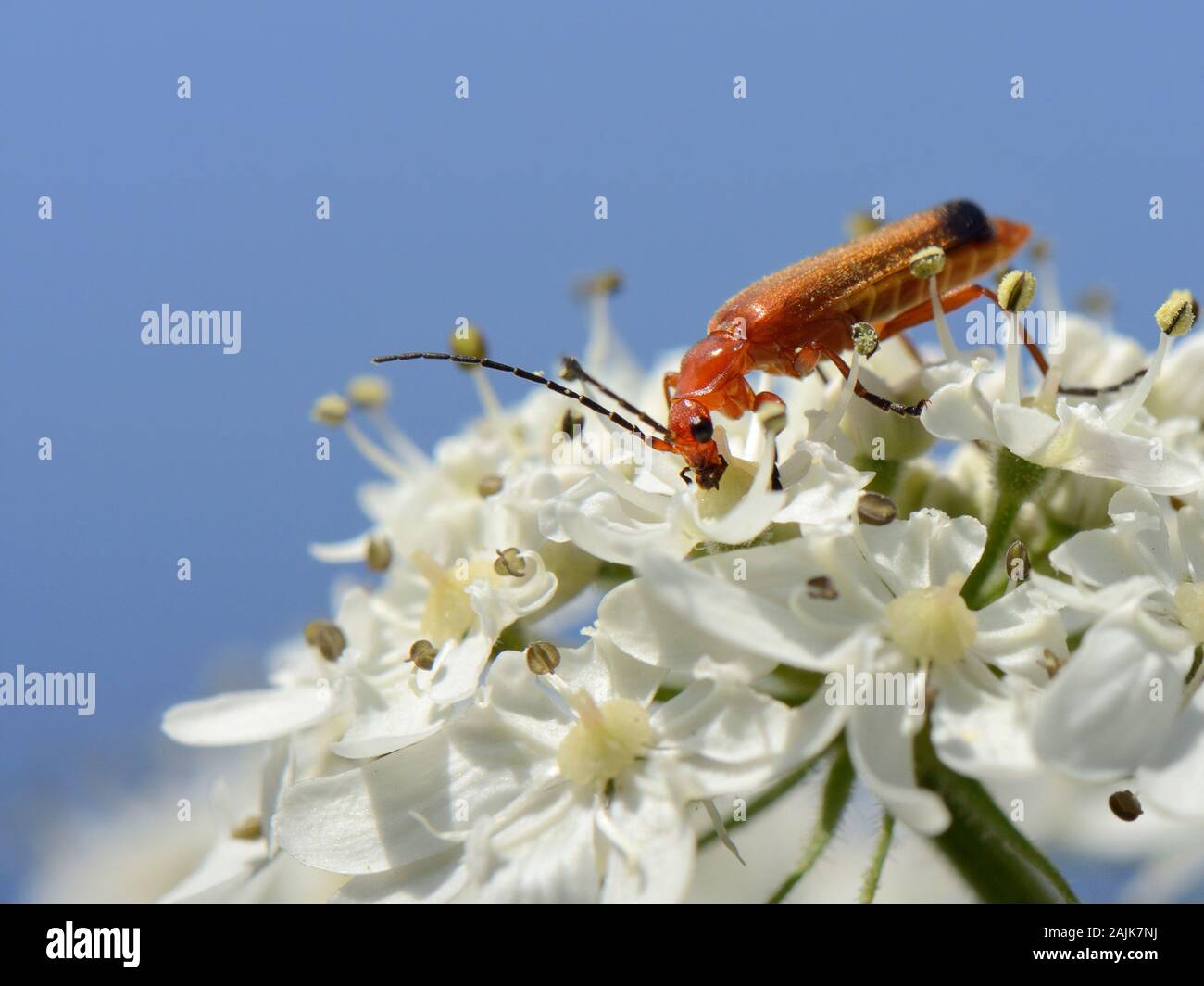 Soldat rouge commun beetle / soldat à bout noir (Rhagonycha fulva) coléoptère se nourrissant de nectar de la berce commune Heracleum sphondylium (fleurs), Royaume-Uni. Banque D'Images
