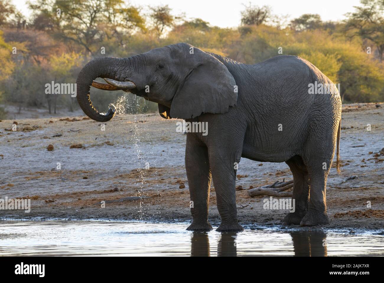 Éléphant d'Afrique, Loxodonta africana, buvant dans la rivière Boteti, parc national Makgadikgadi Casseroles, Kalahari, Botswana Banque D'Images