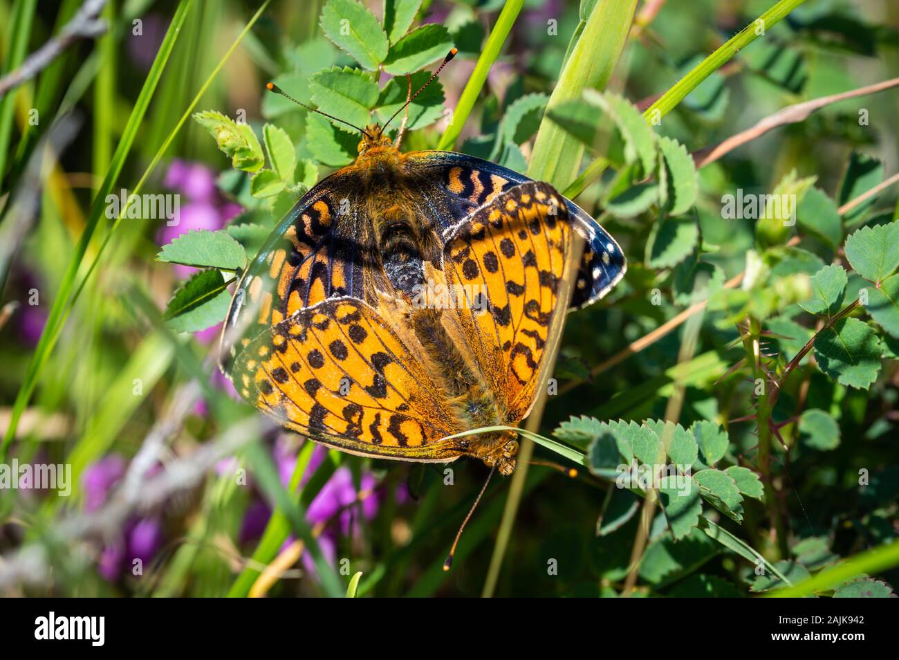 L'accouplement des papillons Boloria Vert foncé Banque D'Images
