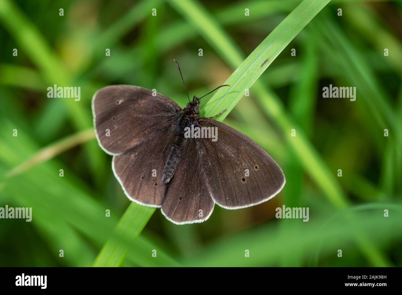 Avec un papillon ses ailes ouvertes sur un brin d'herbe Banque D'Images