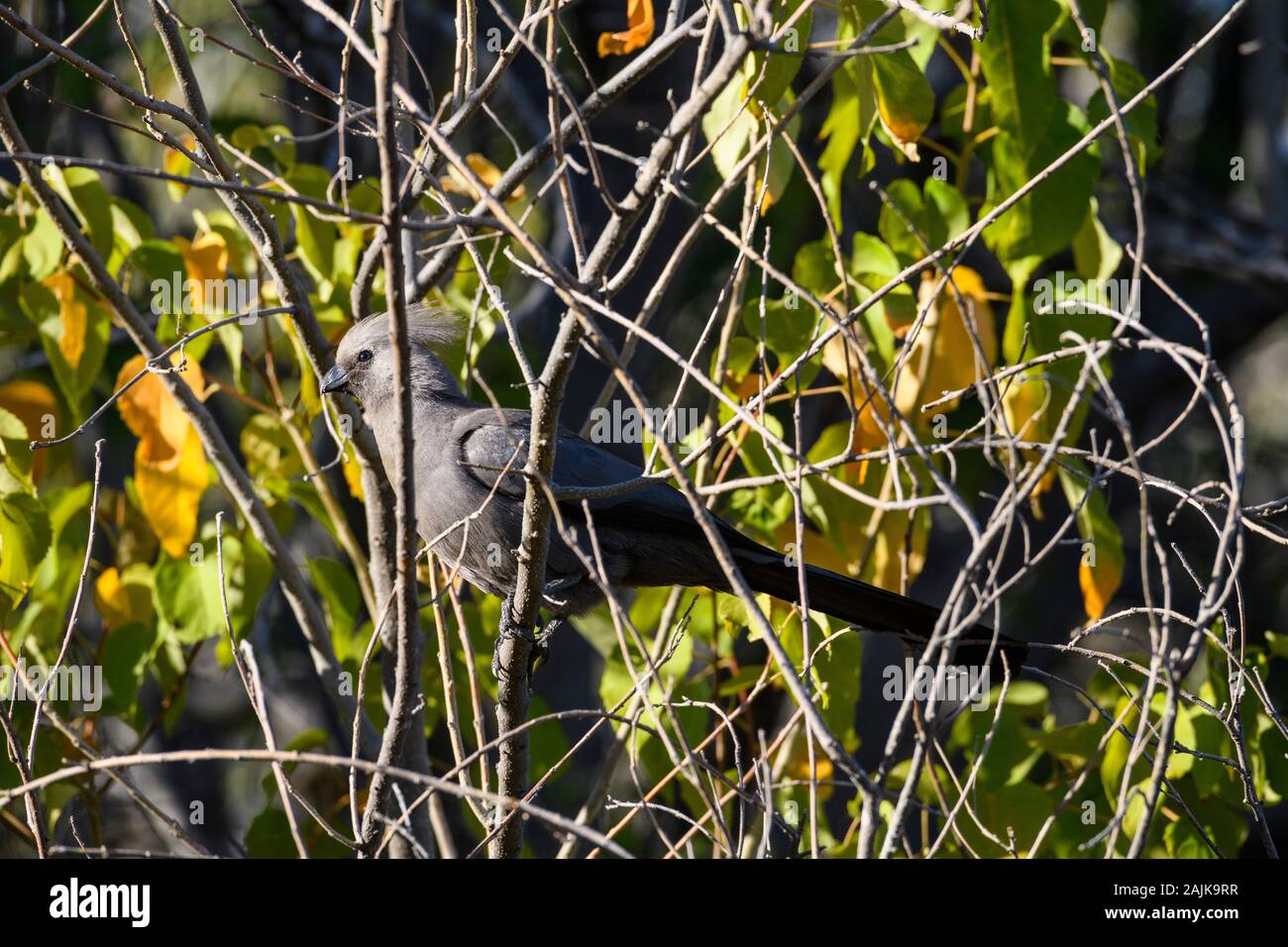 Gris Go-Away-Bird, Corythaixoides Concolor, Makgadikgadi Pan National Park, Kalahari, Botswana. Aussi connu sous le nom De Go-away Bird, Gray Loerie, ou Kwêvoël Banque D'Images
