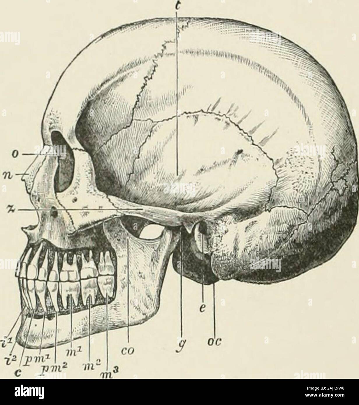 Le cheval, son traitement dans la santé et la maladie avec un guide complet pour l'élevage, de la formation et de la gestion . aUS fossa pour l'articulation de la mâchoire inférieure ; processus de coronoid de CO,^ niasticatiucf ^q. aliments aud pour mâchoire inférieure ; j'^ ^-, et incisives ; c, canine ; pvi^^^ j et h . ,..,,. Prémolaire dents ; mm^mS, les trois dents molaires. purjDOSe dlVlClcd lUtO tluS sont avant et arrière des dents ou en-molaires, et ciseaux à faire vraiment le cas fonctions très spéciale, par l'aide dont le naturaliste est activé pour déterminer la famille ou pour whichanimals appartiennent. L'exploit de la paléontologue dans la construction Banque D'Images