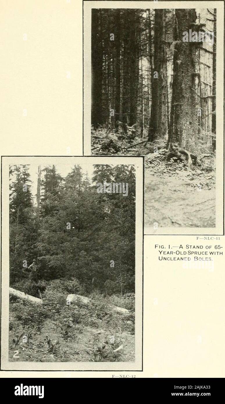 Epicéa de Sitka : ses utilisations, la croissance et la gestion . Even-Aged pure, Stand de l'épinette de Sitka (175 ans) près de TsiltcoosLake, Oreg. Bui. 1060, U.S. Dept. of Agriculture. Assiette XIII. Fig. I.- un stand de 65-Year-Old Epicéa WITHUncleaned à dorer. Fig. 2. Thrifty 18-Year-Old ancienne SpruceIN Sitka Clearing. Bui. 1060. Ministère de l'Agriculture des États-Unis. Assiette XIV. Banque D'Images