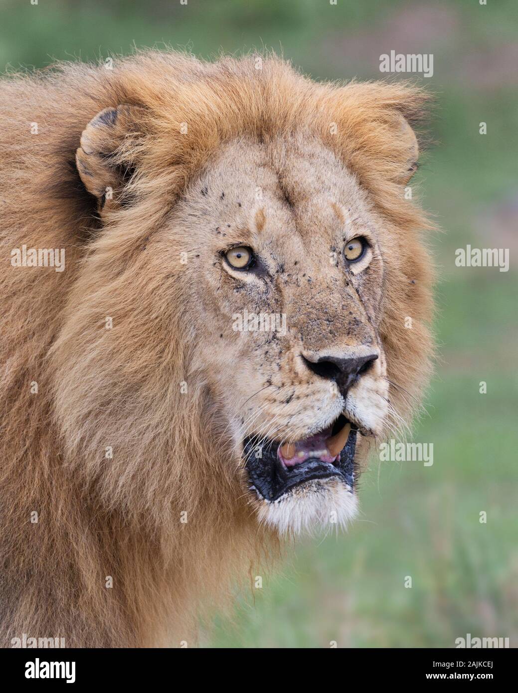 Portrait d'un lion mâle sauvage avec une belle mane Banque D'Images