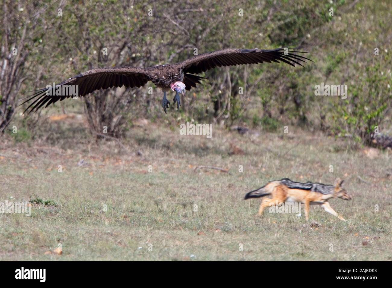 Coprin micacé (Torgos micaceus), volant en bas qu'un chacal s'enfuit, Masai Mara, Kenya. Banque D'Images
