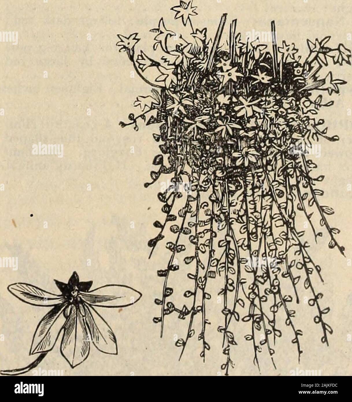 Le catalogue de semences Farquhar 1900 : plantes, bulbes, engrais, outils divers . ual de la naine blanche et yellowflowers avec .05 4685 LINARIA Alpina. (Toad-lin.) Neat, en retrait, plante vivace avec des fleurs violet et orange. Un pied . .10Cymballaria. Voir Kenilworth ivy, n° 4545. 4695 Maroccana hybrida. Vivace ; les fleurs de diverses nuances, cramoisi et pourpre. Un pied 054705 LINUM flavum. (Golden Lin.) Hardy perennialwith fleurs jaune or, blooming librement d'Juneto Septembre. Un pied 054710 Grandiflorum rubrum. (Scarlet Lin.) Brilliantscarlet à floraison abondante, ha Banque D'Images