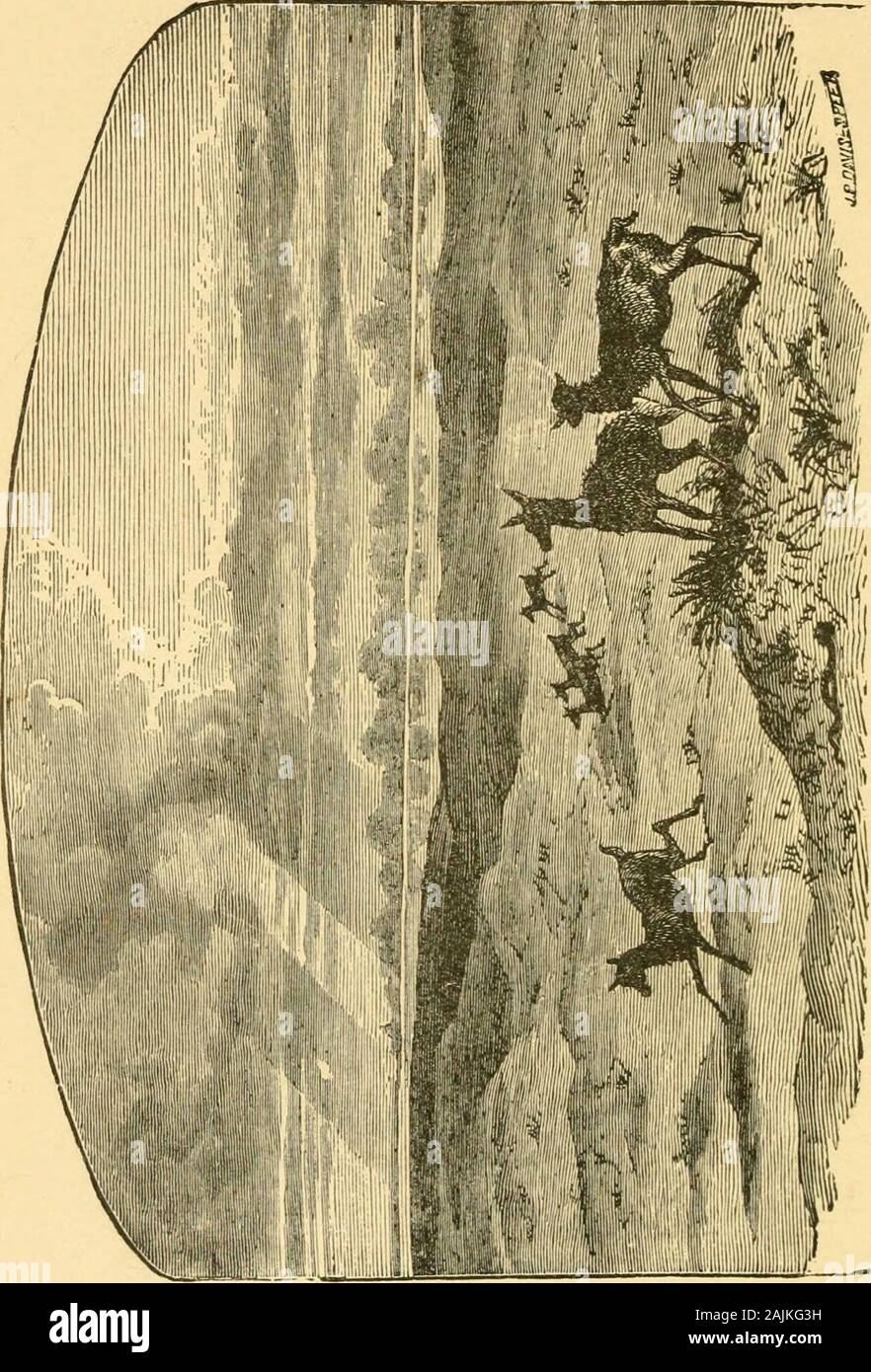 Poèmes d'Amérique . Tout beau. Les gracieuses deer Limites aux bois à mon approche. L'abeille, un colon plus aventureux que l'homme. Avec qui il est venu à travers l'est profond, remplit les savanes avec ses murmures. Et cache ses bonbons, comme dans l'âge d'or, dans le creux du chêne. J'écoute de temps à sa branche de hum, et pense que j'entends le son de l'avancement de cette multitude qui bientôt doit remplir ces déserts. Depuis le sol, le rire des enfants, la douce voix de jeunes filles, et le doux et solennel hymne de Sabbat fidèles. Le faible de troupeaux se mélange avec le bruissement de l'hea Banque D'Images