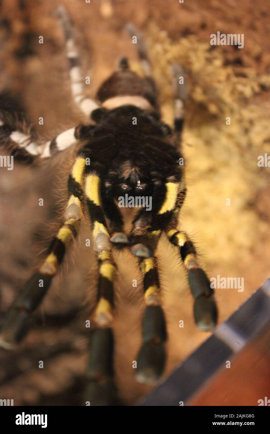 Tarantula ornementale indienne au Milwaukee public Museum Banque D'Images