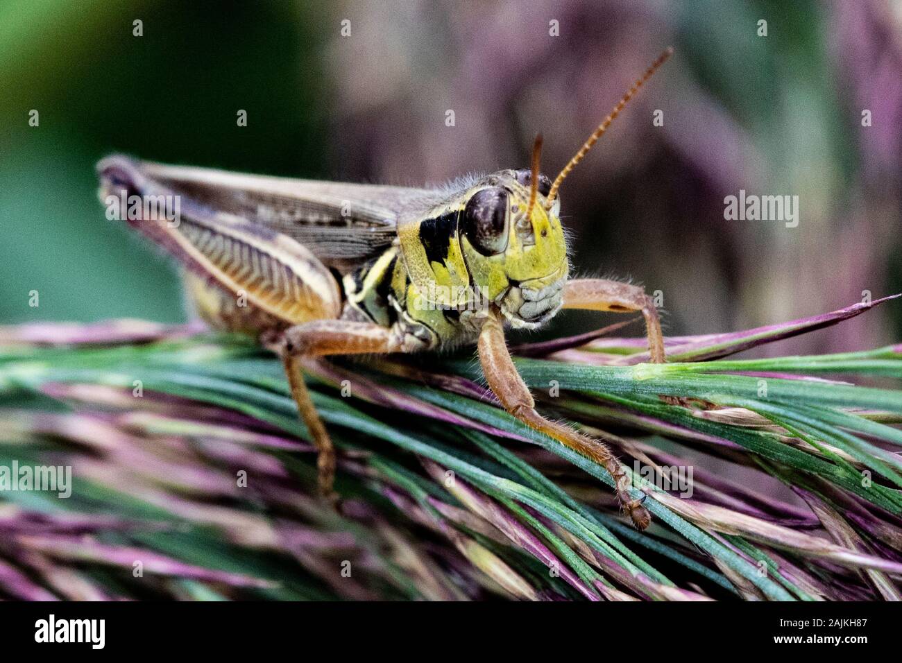 Grande sauterelle perché sur les branches d'arbres à feuilles persistantes ou de pin dans mon jardin Banque D'Images