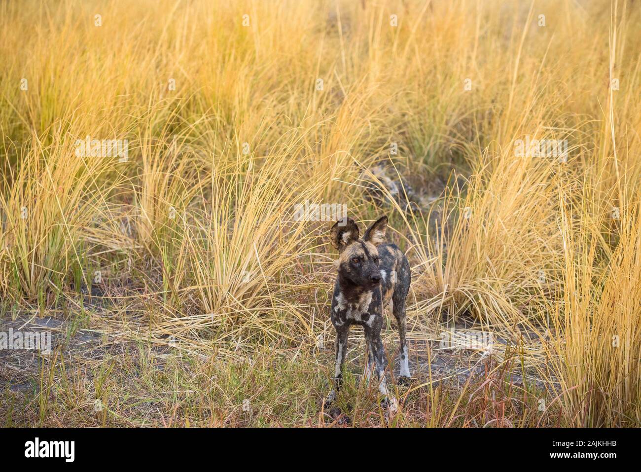 Chien sauvage africain, Lycaon pictus, Bushman Plains, Okavanago Delta, Botswana. Également connu sous le nom de loup Peint. Banque D'Images