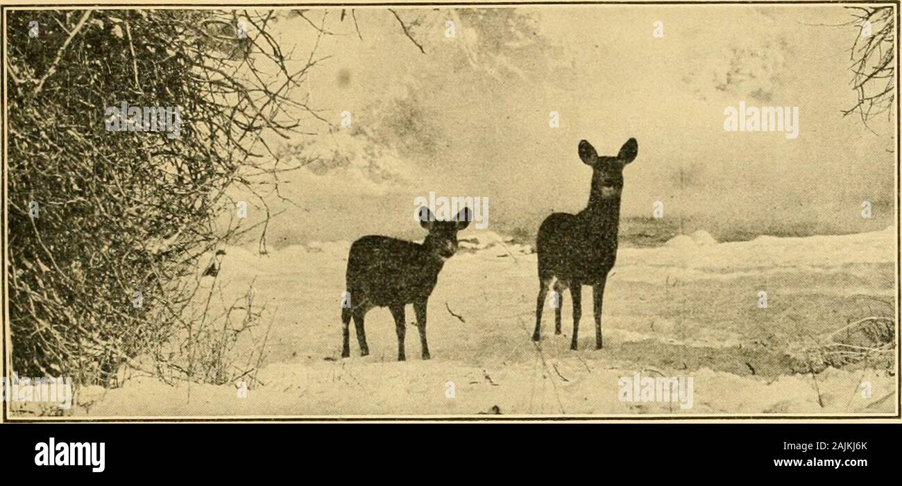 Aperçu de nos parcs nationaux . ^ être avait. Il ne peut pas climbtrees comme les ours bruns. Ses petits sont nés dans des grottes wherebears grâce à la mise en veille prolongée et les hivers sont peu plus grand que squir-rels quand ils viennent au monde. Le brun, de la cannelle, et l'ours noir, qui, en passant, sont le même identificateur de couleur différente que les espèces-l blondes et brunes, de sorte que nos parcs nationaux. 19. Par Pbotograph G. Swanson Mule Deeb, le Parc National de Yellowstone. de parler, de la même famille des ours-sont très différentes. Il areplayful, relativement sans peur, parfois même sympathique. Il aregreedy fellows Banque D'Images