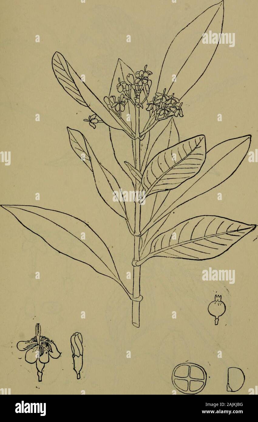 La flore de la colline Nilgiri et Pulney-tops . ^^^^MM J. F. Fyson del. OPHIORRHIZA BRUNONIS W. ^ A. h Nat. RUBIACE^ 361.. D, R. Fyson del. WEBERA CORYMBOSA Willd. Nat. taille. 362^ RUBIACE Banque D'Images