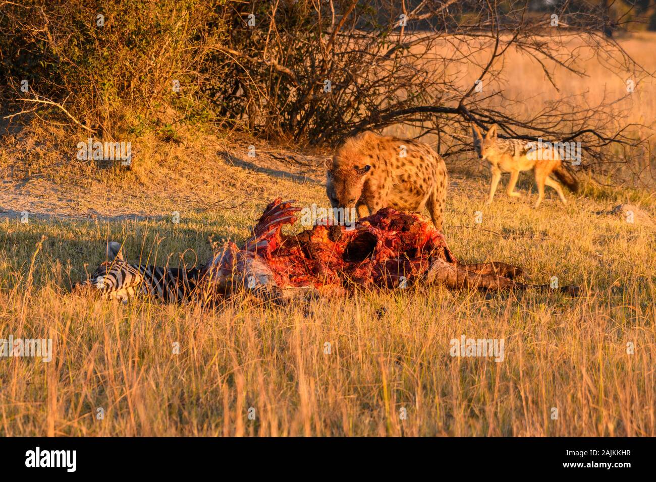 Hyena tachetée, Crocuta crocuta, et Jackal soutenu par des Noirs, Canis mesomelas, à une mort, les plaines de Bushman, le delta d'Okavanago, au Botswana Banque D'Images