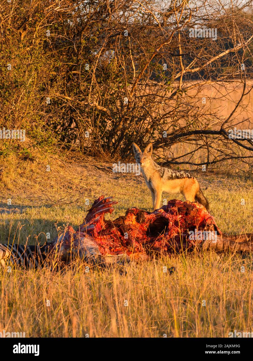 Jackal soutenu par des noirs, Canis mesomelas, à une mort, Bushman Plains, Okavanago Delta, Botswana Banque D'Images