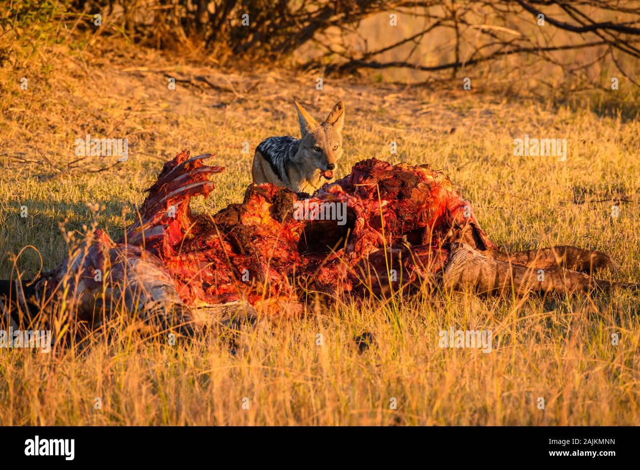 Jackal soutenu par des noirs, Canis mesomelas, à une mort, Bushman Plains, Okavanago Delta, Botswana Banque D'Images