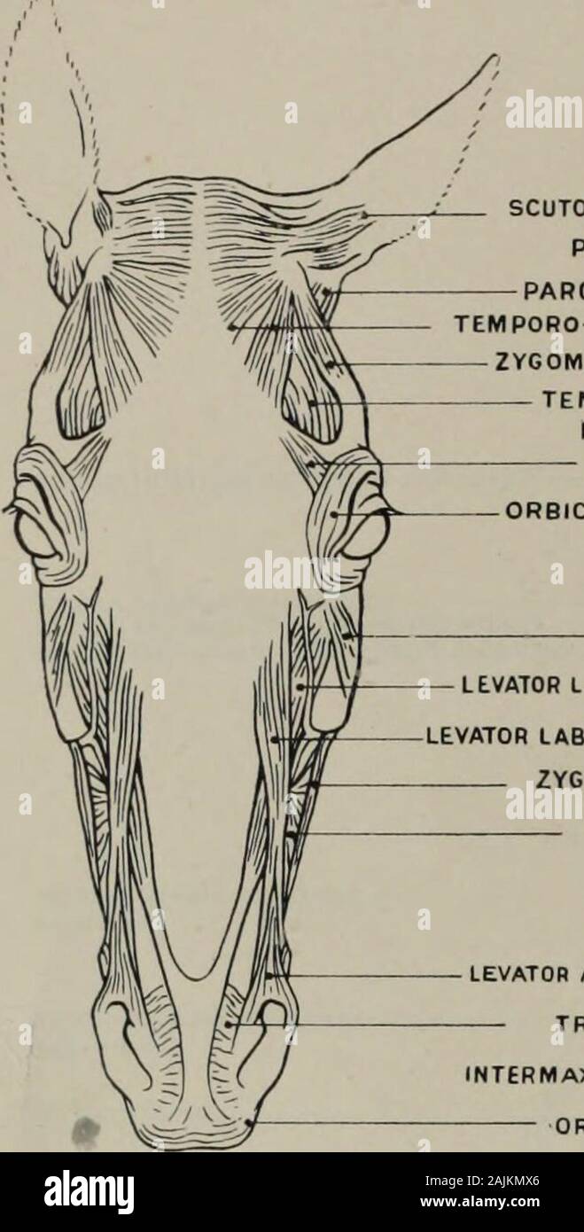 La modélisation ; un guide pour les enseignants et les élèves . Protubérance occipitale externe canal auditif externe Processus zygomatique de l'os maxillaire inférieur DU PROCESSUS DE CORONOID DE ORMAXILLA MAXILLARYORMANDIBLE MAXILLAIRE SUPÉRIEURE INFÉRIEURE MOLAIRES INCISIVES -CANINETEETH Fig. 33 a.-Tête. Partie latérale droite. L'ostéologie. E 50 myologie de modélisation. L'ostéologie. Processus de CORONOID J'NFERIOR MAXIllARYATLAS EXTERNUSPARIETAL AURICULARIS SCUTO-PAROTIOO AURICULARIS CREST-TEMPORO-AURrCULARIS EXTERNUS ZYG CM CO ATI-auriculaires muscle temporal est l'os frontal^ ORBICULARIS ONDULEUSE PALPEBRARUM LEV LACRYMALE Banque D'Images