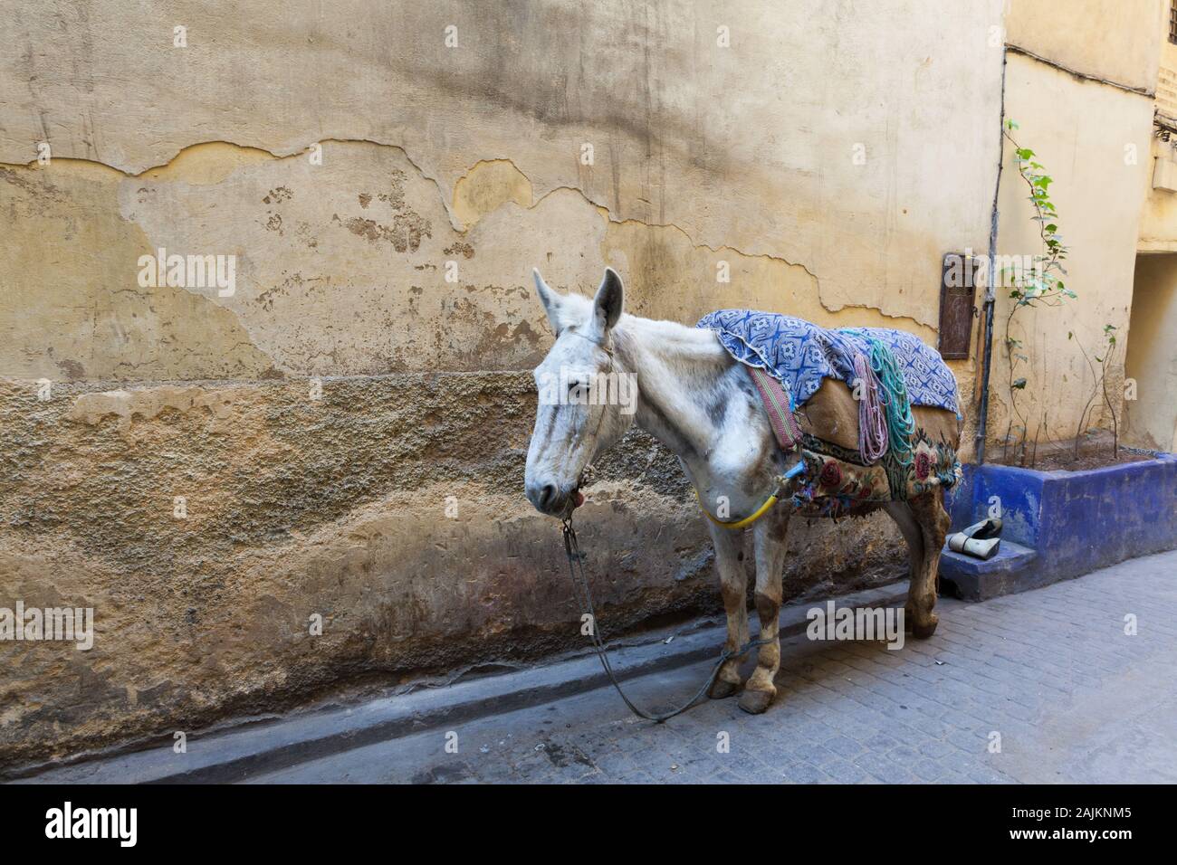 Un cheval recouvert d'une couverture (ou un tapis) debout dans la rue en médina de Fès (fez), Maroc Banque D'Images