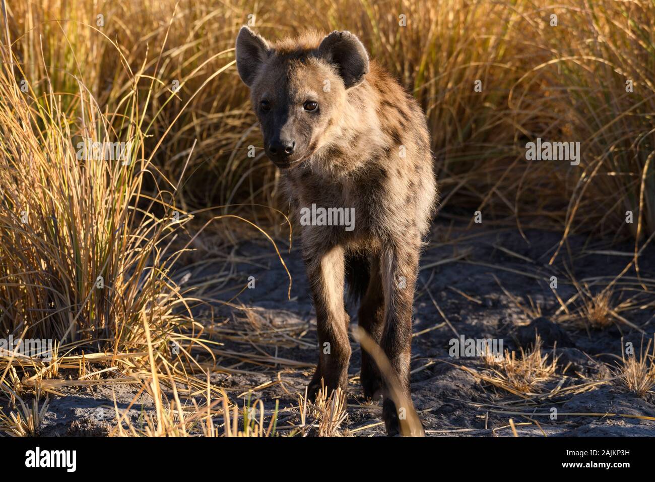 Hyena Tachetée, Crocuta Crocuta, Plaines De Bushman, Delta D'Okavanago, Botswana Banque D'Images