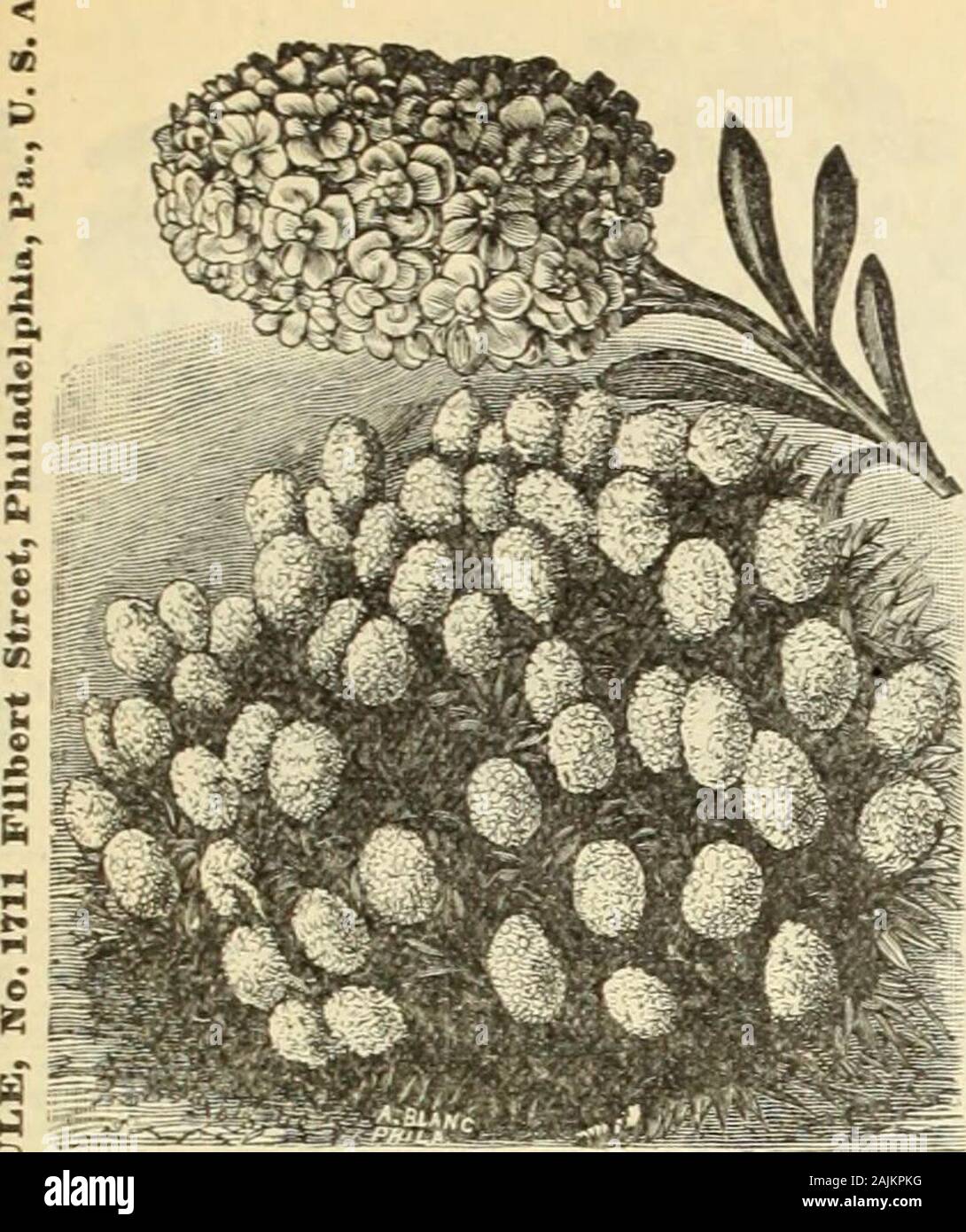 La Maule Seed Catalogue : 1896 . BEGONIA. YLRNON,. ASPERUIiA annuul.-A hardy avec des clusters ofsnjaU scentedflowers-sucré, bloom profuselyand en continu ; un beau-tiful bouquet fleur. -Odorata.-Siicet rxiff-Bois. Les fleurs ont une odeur adelicious quand driedthat agreeableperfume donne un whenkept theiu de vêtements entre. Colorof fleur blanche. 8 à 12 pouces. Paquet, 5c. &Un^Xyi.-Dame chaussons.Un vieux favori et gardenflower, produisant ses gor-geous masses de oeautiful doubleflowers couleur brillante.dans le plus grand pro-fu.sion ; de culture facile;parvient à un bon, richsoil potculture ; aussi bien pour Banque D'Images La Maule Seed Catalogue : 1896 . BEGONIA. YLRNON,. ASPERUIiA annuul.-A hardy avec des clusters ofsnjaU scentedflowers-sucré, bloom profuselyand en continu ; un beau-tiful bouquet fleur. -Odorata.-Siicet rxiff-Bois. Les fleurs ont une odeur adelicious quand driedthat agreeableperfume donne un whenkept theiu de vêtements entre. Colorof fleur blanche. 8 à 12 pouces. Paquet, 5c. &Un^Xyi.-Dame chaussons.Un vieux favori et gardenflower, produisant ses gor-geous masses de oeautiful doubleflowers couleur brillante.dans le plus grand pro-fu.sion ; de culture facile;parvient à un bon, richsoil potculture ; aussi bien pour Banque D'Images