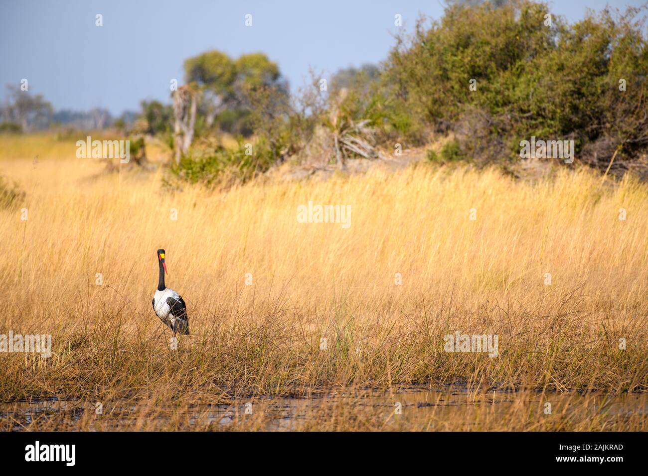 Stork À Piqûre De Selle, Éphippiorhynchus Senegalensis, Plaines De Bushman, Delta D'Okavanago, Botswana Banque D'Images